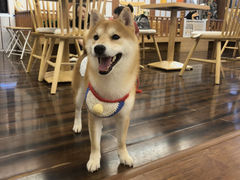 -豆柴町-柴犬主题狗咖(红鼎国际C座店)