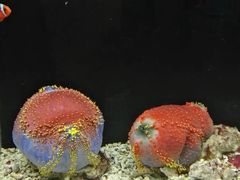 -秦皇岛新澳海底世界