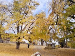 -千年银杏谷文化旅游区