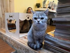 -猫色咖啡·猫咖