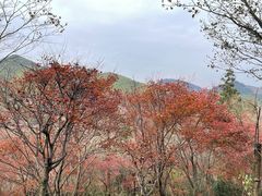 -四明山国家森林公园