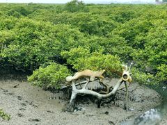 -北海金海湾红树林生态旅游区