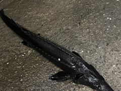 -望湖楼餐厅(白廊码头店)