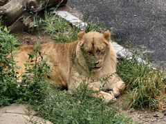 -大连森林动物园