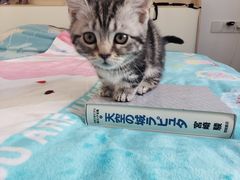 -欣宠猫屋·矮脚拿破仑·蓝金金渐层