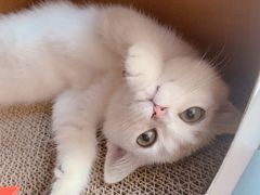 -东方名猫馆·英短金渐层布偶猫舍(环线广场1号楼店)