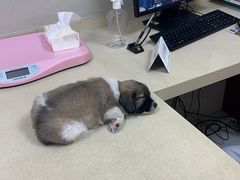 -艾贝尔宠物医院 ·内科全科(梁溪路店)