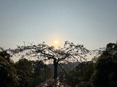 -南山植物园