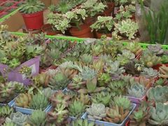 -大润发(芜湖店)