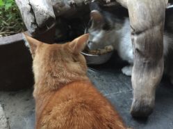 -汉刺青TATTOO STUDIO