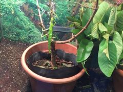 -上海大自然野生昆虫馆