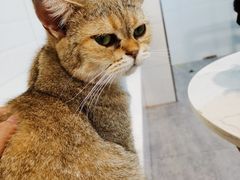 -猫房·猫吧·猫咖(龙湖时代汇店)