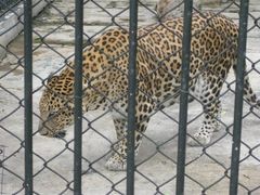 -深圳野生动物园