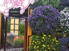 -荷兰花海