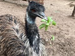 -青藏高原野生动物园