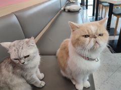 -喵园·猫主题咖啡厅·撸猫·猫咖(国贸店)