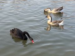 -溱湖国家湿地公园