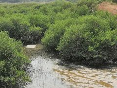 -北海金海湾红树林生态旅游区