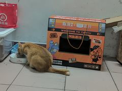 -瑞鹏宠物医院·夜间急症·心超·猫科(祖庙分店)