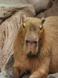 -Zoolung Zoolung动物主题公园(海信广场店)