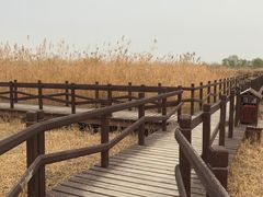 -西青郊野公园