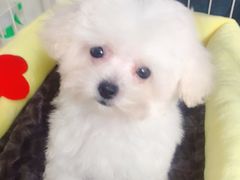 -汪小喵宠物·戴维斯乐芳希施宠馨宝皮毛调理洗护店