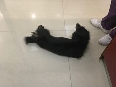-艾贝尔宠物诊疗