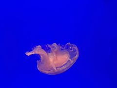 -上海海洋水族馆