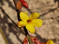 -北京西山国家森林公园