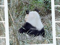 -成都大熊猫繁育研究基地