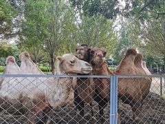 -长白岛森林公园