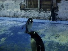 -芜湖新华联大白鲸海洋公园