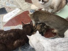 -喵屿·大理花园猫咖