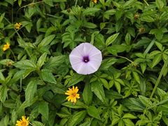 -东莞植物园