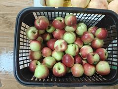 -南汇新场正宗水蜜桃采摘