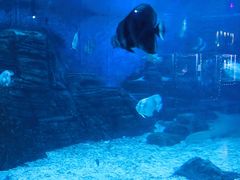 -烟台海昌鲸鲨海洋公园