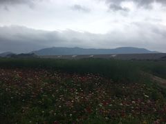 -光明小镇欢乐田园
