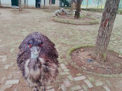 -武汉紫薇都市田园