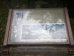 -阿里山神木遗迹