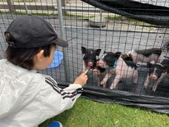 -前小桔亲子创意农场·草莓采摘·露营烧烤