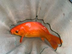 -酷鱼垂钓CLUB(朝阳区博大路店 )