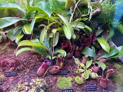 -中国科学院西双版纳热带植物园