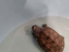 -派联宠物医院·24h·CT·异宠