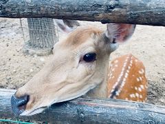 -石家庄市动物园