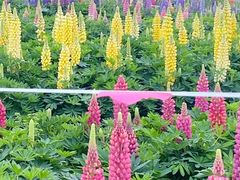 -径山花海