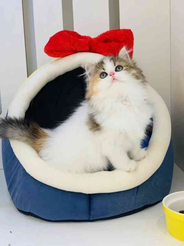 babydoll猫舍工作室(来福士店)-"【项目】洗澡一直来baby doll给.