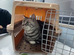 -伟伟宠物医院·CT影像中心·瑞派犬猫综合性门诊(汉口总院)