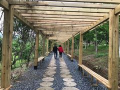 -千年银杏谷文化旅游区