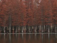 -白鹭湾湿地公园