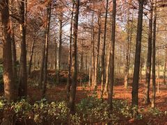 -上海海湾国家森林公园